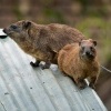 Daman skalni - Procavia capensis - Rock Hyrax o2280